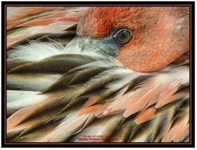 YoungFlamingo Resting.jpg